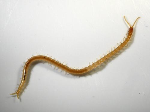 Schendyla nemorensis